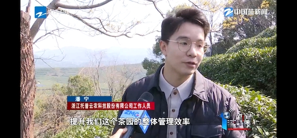 春茶開采正當(dāng)時！揭秘托普云農(nóng)如何用科技“制”出一杯數(shù)字好茶