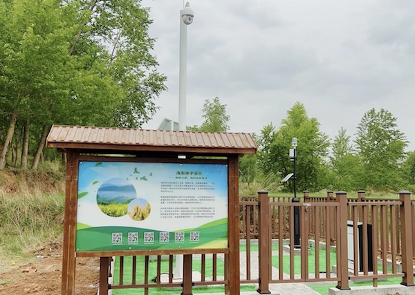 走進國家級油菜夏繁基地，感受科技賦能蓬勃動力